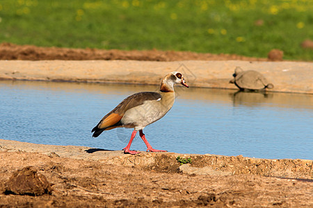 埃及鹅动物羽毛荒野蹼状鸟类反射图片