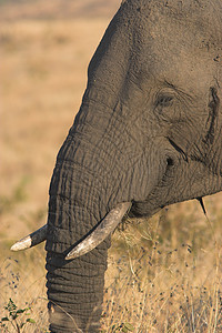 大象喂食肖像图片
