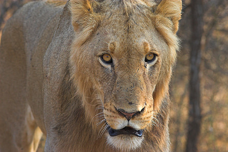 狮子雄狮力量哺乳动物耳朵尾巴鬃毛王国食肉捕食者危险豹属图片