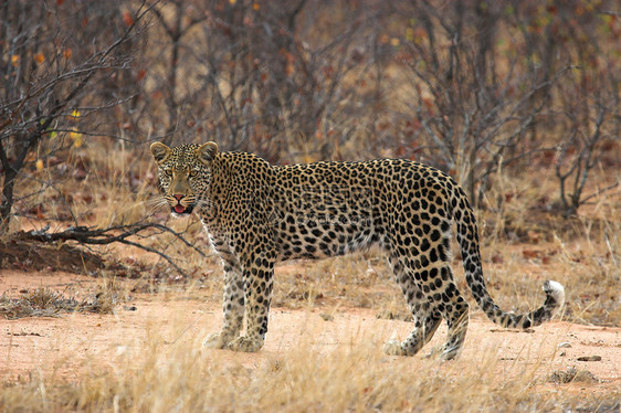 豹型动物食肉力量耳朵猫咪牙齿斑点荒野野生动物尾巴图片