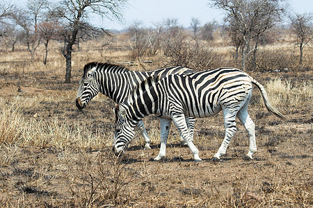 Zebra喂食纹理公园情调食草头发动物异国白色野生动物平行线图片