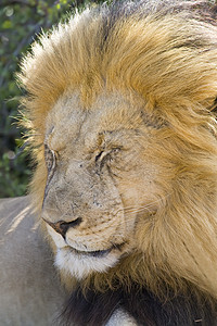 狮子哺乳动物眼睛毛皮力量食肉王国猫咪豹属牙齿鬃毛图片