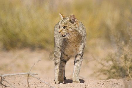 非洲野猫动物黑色棕色打猎哺乳动物野生动物捕食者胡须晶须毛皮图片