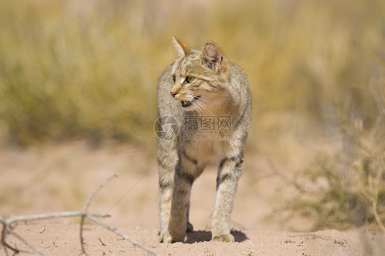 非洲野猫动物黑色棕色打猎哺乳动物野生动物捕食者胡须晶须毛皮图片