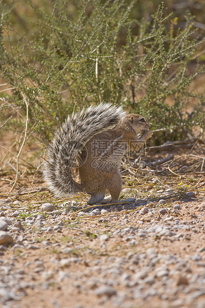 松鼠角地面毛皮食物衬套哺乳动物警报公园荒野野生动物岩石图片