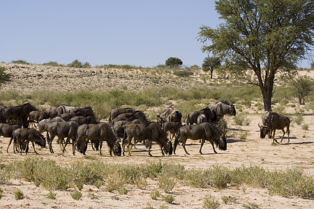 野生动物午餐时间牛群游戏动物鬃毛羚羊哺乳动物牛角团体植物群荒野图片