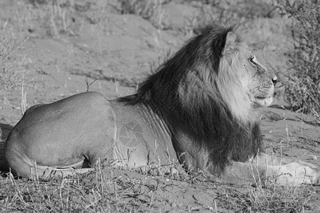 雄狮狮子会危险丛林动物富豪野生动物荒野食肉捕食者统治者眼睛图片