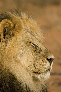 雄狮狮子会丛林毛皮野生动物力量鬃毛王国豹属眼睛荒野猫咪图片
