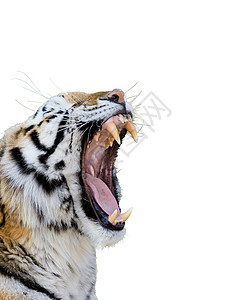 飞虎危险咆哮豹属胡须牙科动物园捕食者俘虏食肉牙齿图片