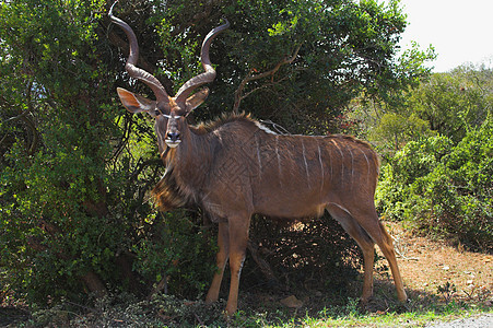非洲丛林中的Kudu Male图片