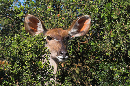 非洲布什的Kudu妇女图片
