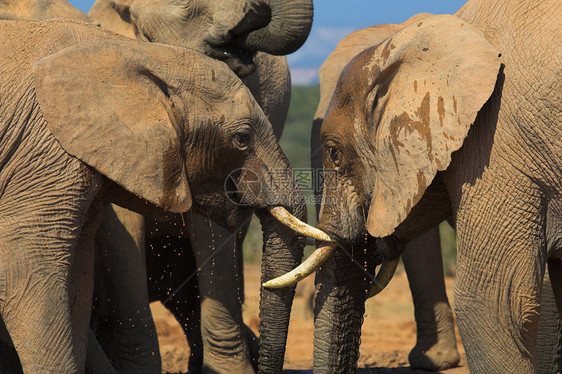 干枯大象树干力量耳朵区系植物濒危野生动物尾巴哺乳动物动物图片
