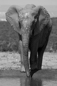 穆迪大象旅行食草濒危动物哺乳动物区系巨头树干植物野生动物图片