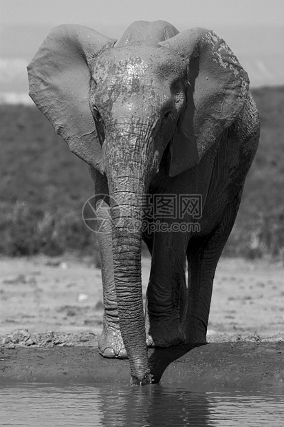 穆迪大象旅行食草濒危动物哺乳动物区系巨头树干植物野生动物图片