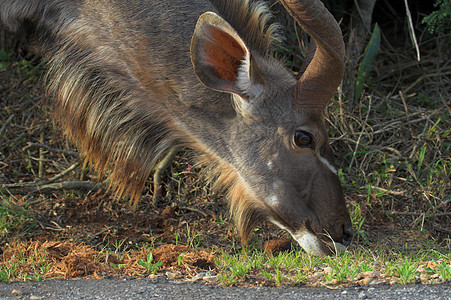 Kudu 男性喂养动物浏览器耳朵条纹植物衬套公园游戏牛角野生动物图片