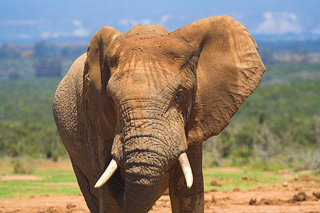 非洲大象动物群濒危身体树干区系耳朵荒野植物怪物食草图片