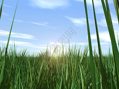 草和天空小麦蓝色农场天气太阳晴天牧场柴油机金子地平线图片