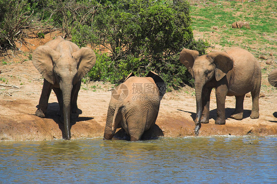 饮用水大象怪物动物象牙树干植物区系食草耳朵旅行獠牙图片