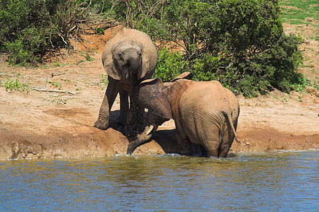 饮用大象类力量怪物象牙耳朵身体野生动物树干食草濒危厚皮图片