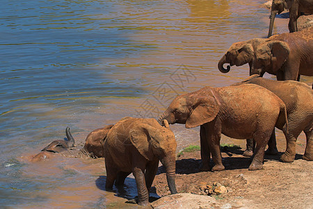 饮用水大象巨头反射濒危力量尾巴食草荒野厚皮怪物树干图片