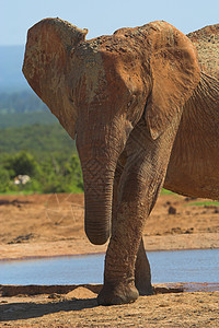 穆迪大象区系濒危树干巨头野生动物力量象牙怪物尾巴动物图片