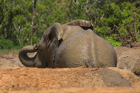 泥浴浴怪物动物树干动物群耳朵獠牙尾巴象牙旅行力量图片