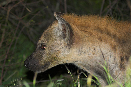 土狼人主义者机会动物野生动物捕食者哺乳动物食肉图片