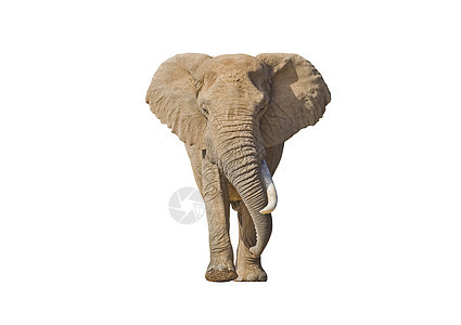 孤立的大象哺乳动物濒危荒野动物群野生动物食草獠牙象牙力量动物图片