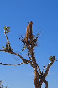 Meerkat 童子军警惕生物猫鼬注意力公园警报尾巴野生动物爪子眼睛图片