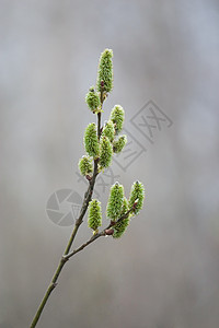 柳枝条黄色野生动物白色植物花粉植物群孩子宏观柳树图片