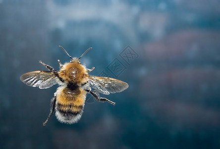 大黄蜂核心场地园艺蜂蜜晴天昆虫花蜜花瓣宏观雌蕊图片