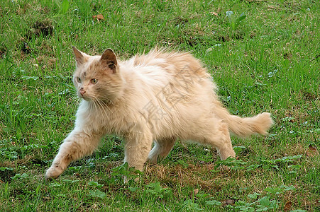 无家可归的猫野性黄色猫科草地红色虎斑动物荒野橙子衣冠背景图片