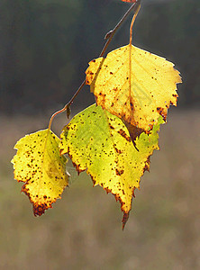 秋叶黄色悲哀季节悲伤植物金子叶子公园树叶森林图片