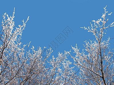 冬季天空树木暴风雪天气团体气候涂层蓝色下雪冰柱水晶图片