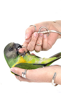 绿鹦鹉哺乳动物动物荒野手指野生动物珠宝绿色生活人手上行图片