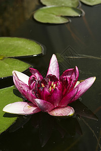 水百里蔬菜植物植物群池塘叶子紫色绿色粉色图片