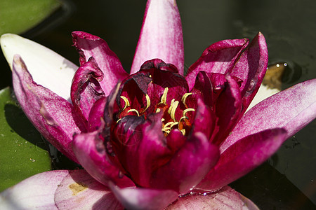 莲花水面蔬菜紫色绿色花园叶子植物池塘植物群粉色图片