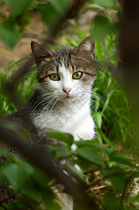 躲在灌木丛里的流浪猫图片