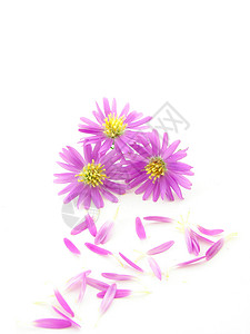 美观概念粉色植物学花园种子花瓣背景图片