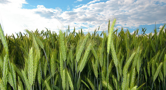 黑麦场地蓝色农作物生长绿色面包耳朵农业收成谷物图片