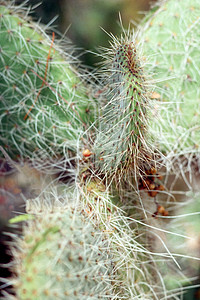 仙地植物沙漠图片