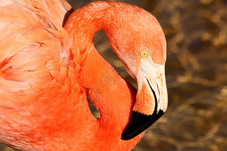 粉红火烈酒装饰品动物园粉色动物群脖子野生动物优美眼睛火烈鸟鸟类图片