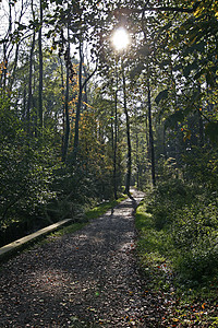 森林路径小路公园环境林屋图片