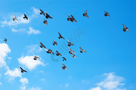 飞鸽团体蓝色野生动物航班热情生活自由鸽子白色动物图片