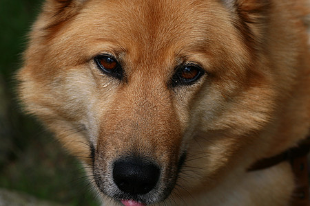 眼睛眼泪智能体油船棕色动物思考智力小狗猎犬存储图片