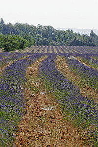 普罗旺斯的紫菜田场地地貌蓝色花田风景薰衣草图片