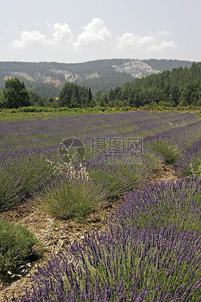 普罗旺斯的紫菜田场地薰衣草蓝色地貌花田风景图片