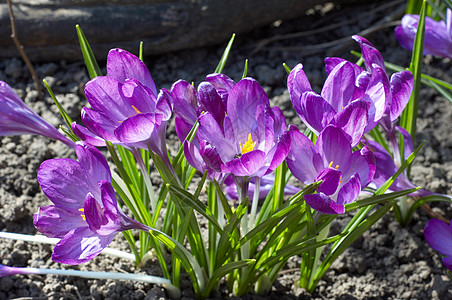 紫罗兰叶子花瓣植物公园季节草地晴天园艺红花花坛图片