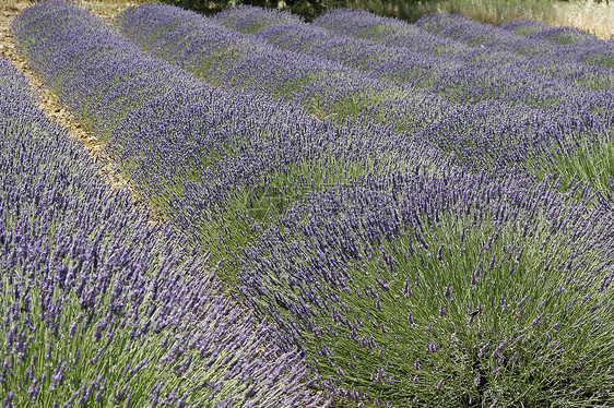 普罗旺斯的紫菜田地貌薰衣草蓝色花田场地风景图片