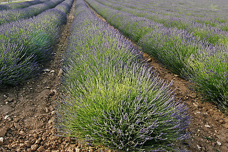 普罗旺斯的紫菜田场地蓝色地貌风景薰衣草花田图片